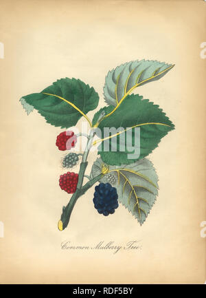 Antike Hand-Colored American Victorian Botanische Illustration, um 1870 Stockfoto