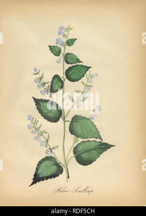 Antike Hand-Colored American Victorian Botanische Illustration, um 1870 Stockfoto