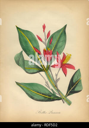 Antike Hand-Colored American Victorian Botanische Illustration, um 1870 Stockfoto