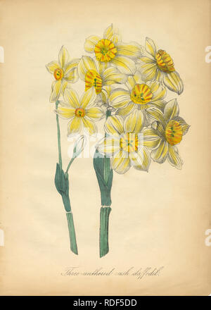 Antike Hand-Colored American Victorian Botanische Illustration, um 1870 Stockfoto