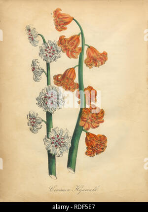 Antike Hand-Colored American Victorian Botanische Illustration, um 1870 Stockfoto