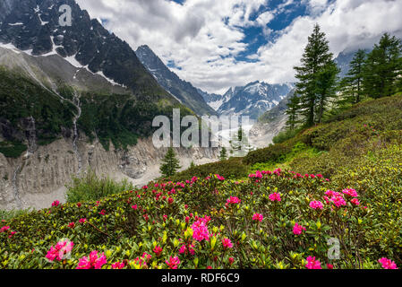 Alpenrosen vor Mer de Glace Gletscher bei Montenvers, Chamonix Stockfoto