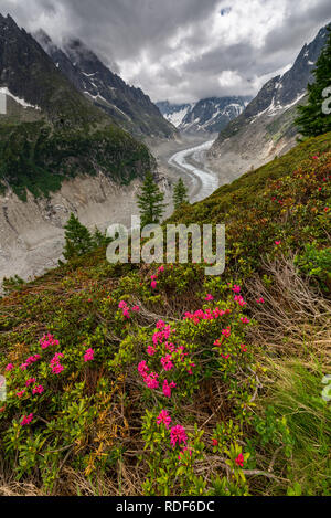 Alpenrosen vor Mer de Glace Gletscher bei Montenvers, Chamonix Stockfoto