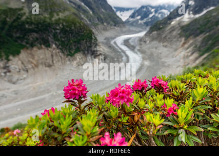 Alpenrosen vor Mer de Glace Gletscher bei Montenvers, Chamonix Stockfoto