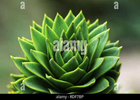 Affe Puzzle Baum Stockfoto