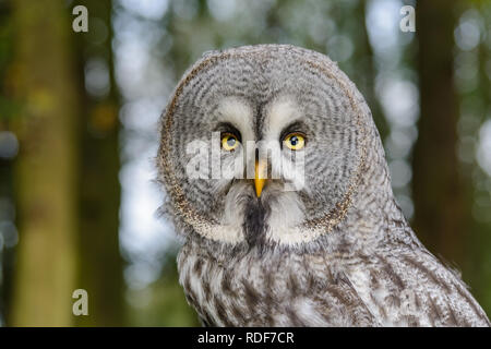 Bartkauz posiert in Woodland. Stockfoto