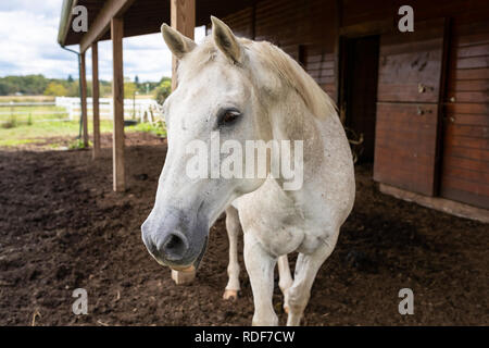 Eine merkwürdige weiße dapple Quarter Horse neugierig Ansätze außerhalb von der offenen Scheune. Sonnigen Sommertag im ländlichen Pennsylvania Landschaft Ackerland. Stockfoto