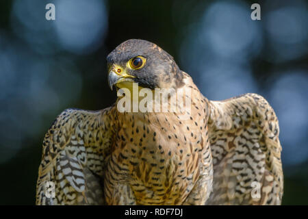 Awesome Wanderfalke verbreitet ist Flügel, wie es saugt die warme Sonne. Stockfoto