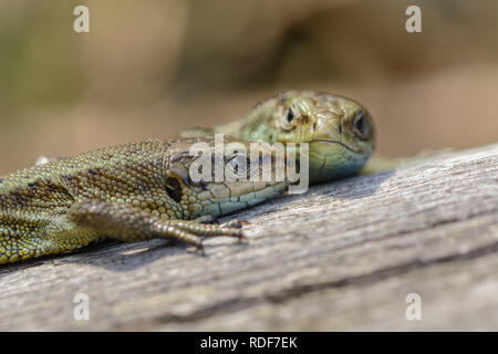 2 Lebendgebärenden Echsen Aalen auf einem Zaunpfosten in den Peak District. Stockfoto