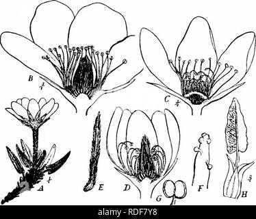 . Handbuch der Blume Bestäubung: auf Hermann Mu?ller Arbeit" die Befruchtung der Blüten durch Insekten". Düngung von Pflanzen. 36 o ANGIOSPERMEN - DICOTYLEDONES von Dalla Torre (Tirol) sah die Biene Halictoides dentiventris Nyl. 5 Und Schletterer Datensätze den gleichen Besucher. Lindman (Dovrefjeld) 2 Arten von Fliegen; und Holmgren (Spitzbergen) Hymenoptera (Hemiteles Holmgr septentrionalis. und Orthocentrus Holmgr pedestris.) und Diptera (Aricia (Spilogaster) dorsata Zett., A. (Chortophila) megastoma Bohem. und Scaeva dryadis Holmgr.), Ekstam bemerkt, mehrere kleine und mittlere Stockfoto