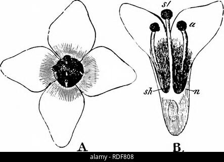. Handbuch der Blume Bestäubung: auf Hermann Mu?ller Arbeit" die Befruchtung der Blüten durch Insekten". Düngung von Pflanzen. 362 ANGIOSPERMEN - DICOTYLEDONES stärker als die der weiblichen. Die jungen Zweige sind von einer sehr hellen ocker-gelb, der die Anlage gibt eine gewisse Sichtbarkeit; die großen, dicken Internodium unterhalb der kleinen Blütenstand kann als ein ausgezeichnetes Extra - Blumig, gerät die Aufmerksamkeit auf sich zu lenken. Kirchner (jahreshefte Ver. Natk. Stuttgart, Xlix, 1893, S. 104) bestätigt Lind - Beobachtungen des Menschen in Bezug auf den Duft. Er sagt, dass sowohl männliche als auch weibliche f Stockfoto