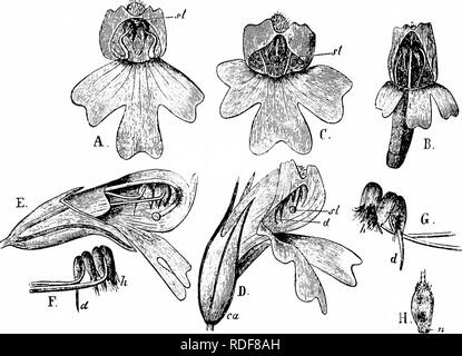 . Handbuch der Blume Bestäubung: auf Hermann MuÌller's Arbeit "die Befruchtung der Blüten durch Insekten". Düngung von Pflanzen. SCROPHULARINEAE 229 in Richtung der oberen Antheren später, für den Stil nicht während anthesis mit der gleichen Rate wachsen wie die Corolla. Automatische Selbstbestäubung ist in jedem Fall unvermeidlich gegen Ende des anthesis. Kerner, jedoch nicht beobachten die Längung der Corolla, sagt aber, dass gegen Ende des anthesis den Stil Kurven so weit nach unten wie das stigma in die Linie der Fall der Pollen zu bringen.. Abb. 3 - "Ich. Kuphrasia inijiima^ Jncq. (Nach Henn. Miil Stockfoto