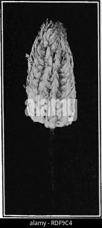 . Feldfrüchte für die Baumwolle - Gürtel. Die Landwirtschaft. 178, FELDFRÜCHTE FÜR DIE BAUMWOLLE - BAND 217. Zea Mays canina. - Eine Spezies von Mais gefunden. wild wachsen in Mexiko und dachte, eine vierte oder fünfte Generation zu sein, die von der Kreuzung der teosinte ariden das Schwarze mexikanischen Mais hergestellt. Die Pflanzen dieser Art sind, verzweigte, jedes Werk, nu-merous kleine Ohren in den Blattachseln der seitlichen Verzweigungen. Die Ohren reichen von 2 bis 4 cm in der Länge und Produzieren von 4 bis 8^Reihen von Kernels, 218. Zea Mays tunicata, oder Pod-Mais.-eine uncom-mon-Arten, char - sich insofern auszeichnet, als durch die Tatsache, dass jeder Kernel i Stockfoto