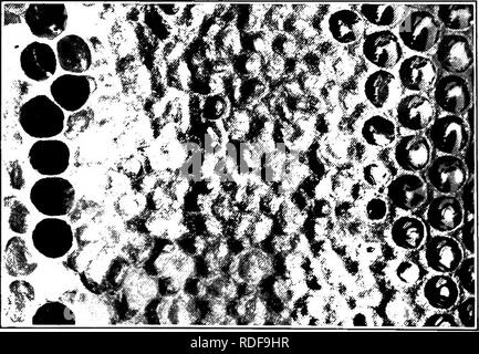 . Imkerei, eine Diskussion über das Leben der Honigbiene und der Produktion von Honig. Bienen und Honig. 2. Bitte beachten Sie, dass diese Bilder sind von der gescannten Seite Bilder, die digital für die Lesbarkeit verbessert haben mögen - Färbung und Aussehen dieser Abbildungen können nicht perfekt dem Original ähneln. extrahiert. Phillips, Everett Franklin, 1878-1951. New York, der Macmillan Company; London, Macmillan &Amp; Co., Ltd. Stockfoto