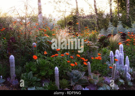 Geum totally Tangerine, Linaria, Calendula indischen Prinzen, Aeonium, Sukkulenten, Salvia, orange Blumen, blühenden Kombination, cleistocactus strausii, stipa, gra Stockfoto