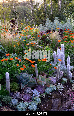 Geum totally Tangerine, Linaria, Calendula indischen Prinzen, Aeonium, Sukkulenten, Salvia, orange Blumen, blühenden Kombination, cleistocactus strausii, stipa, gra Stockfoto