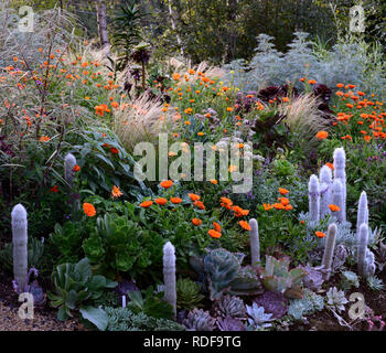 Geum totally Tangerine, Linaria, Calendula indischen Prinzen, Aeonium, Sukkulenten, Salvia, orange Blumen, blühenden Kombination, cleistocactus strausii, stipa, gra Stockfoto