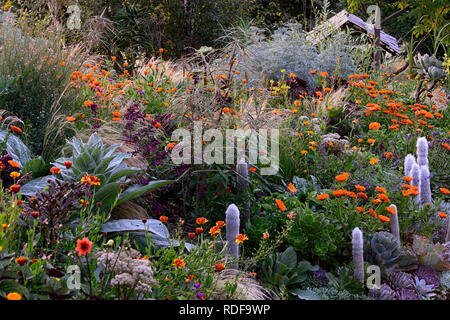 Geum totally Tangerine, Linaria, Calendula indischen Prinzen, Aeonium, Sukkulenten, Salvia, orange Blumen, blühenden Kombination, cleistocactus strausii, stipa, gra Stockfoto