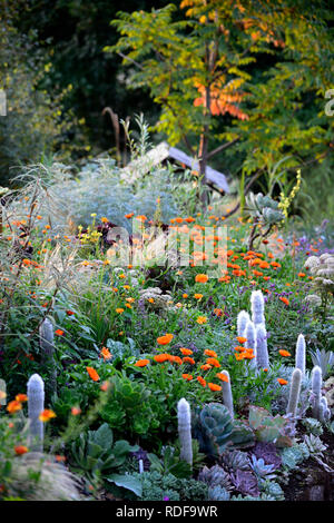 Geum totally Tangerine, Linaria, Calendula indischen Prinzen, Aeonium, Sukkulenten, Salvia, orange Blumen, blühenden Kombination, cleistocactus strausii, stipa, gra Stockfoto