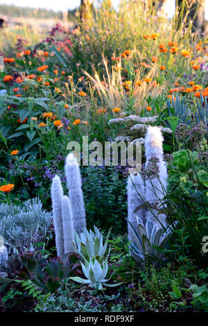 Geum totally Tangerine; Linaria; Calendula indische Prinz; aeonium; Sukkulenten; Salvia; orange Blumen; blühende Kombination; cleistocactus strausii; Stockfoto