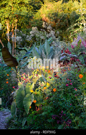 Musa sikkimensis Bengal Tiger,Chionochloa rubra,Bengalische Tiger Sikkim Banana,tropisch,exotisch,Bett,Grenze,Garten,Mischung,gemischte Kombination,Gras,Gräser, Stockfoto