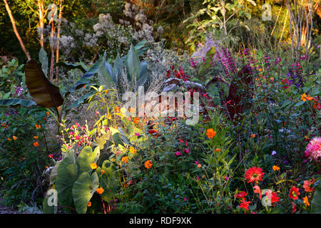 Musa sikkimensis Bengal Tiger, Bengal Tiger Sikkim Banana, tropisch, exotisch, Bett, Grenze, Garten, Mischung, gemischte Kombination, Gras, Gräser, Chionochloa rubra Stockfoto