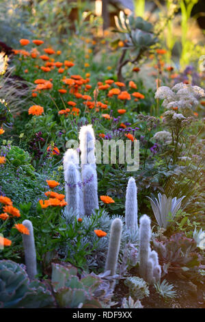 Geum totally Tangerine; Linaria; Calendula indische Prinz; aeonium; Sukkulenten; Salvia; orange Blumen; blühende Kombination; cleistocactus strausii; Stockfoto