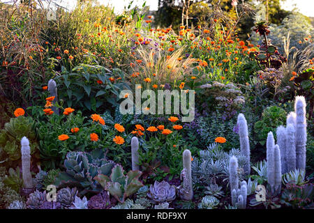 Geum totally Tangerine; Linaria; Calendula indische Prinz; aeonium; Sukkulenten; Salvia; orange Blumen; blühende Kombination; cleistocactus strausii; Stockfoto