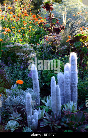 Geum totally Tangerine; Linaria; Calendula indische Prinz; aeonium; Sukkulenten; Salvia; orange Blumen; blühende Kombination; cleistocactus strausii; Stockfoto