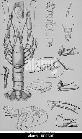 . Cope Papers, 1871 - [1897. Zoologie; Paläontologie. Platte VII. Der NicKAjACK Cave. Bitte beachten Sie, dass diese Bilder sind von der gescannten Seite Bilder, die digital für die Lesbarkeit verbessert haben mögen - Färbung und Aussehen dieser Abbildungen können nicht perfekt dem Original ähneln. extrahiert. Cope, E.D. (Edward Trinker), 1840-1897. Philadelphia, etc. Stockfoto