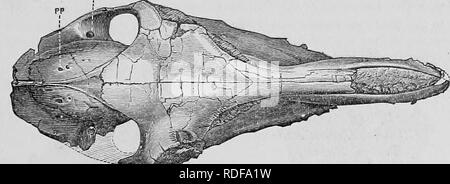 . Cope Papers, 1871 - [1897. Zoologie; Paläontologie. AllTIODACTYLA. Große Unterschiede sind in dieser Reihenfolge gefunden, vor allem zwischen den suilline und meditativ Divisionen. In der ehemaligen, mit Ausnahme der Hippo-potamidw, es gibt keine steingrab; in der ruminantia sind Sie nu-merous als in irgendeiner anderen Reihenfolge der Klasse. Tlie Ribminantia sind, wie das Equine Perissodactyla, gekennzeichnet durch das Vorhandensein von tlie supraglenoid Foramen; zu diesem die Camelidm und einige andere Die hinzufügen mastoid. Die TraguUna muss von dieser Regel ausgenommen werden, denn sie haben nichts, aber die postglenoid. Omnivora. Sus, Stockfoto