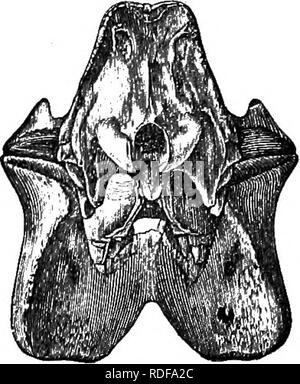 . Cope Papers, 1871 - [1897. Zoologie; Paläontologie. Abb. "A.-Aphelopsmepalodus bewältigen, Loup Gabel von Colorado; ein Sechstel natürliche Größe; angezeigt. mdnocerus postparietaUora, Männer, Aplielops; nur postparietal.. Bitte beachten Sie, dass diese Bilder sind von der gescannten Seite Bilder, die digital für die Lesbarkeit verbessert haben mögen - Färbung und Aussehen dieser Abbildungen können nicht perfekt dem Original ähneln. extrahiert. Cope, E.D. (Edward Trinker), 1840-1897. Philadelphia, etc. Stockfoto