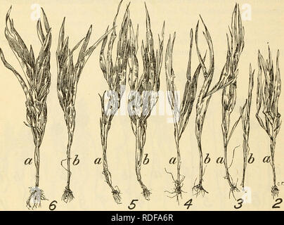 . Die Auswirkungen der künstlichen Schattierung auf das Wachstum der Pflanzen in Louisiana. Gärtnern im Schatten; Wachstum (Pflanzen); Landwirtschaft. 20 AUSWIRKUNGEN DER KÜNSTLICHEN SCHATTIERUNG AUF DAS WACHSTUM DER PFLANZEN. Am Ende des Experiments war es offensichtlich, dass Mais war die am wenigsten tolerant von Schatten der Pflanzen verwendet werden, und eine Reduzierung des Lichts zu n/2 verursacht eine Verringerung des Wachstums beschlossen. Abbildung 11 zeigt die relative Größe des Mais am Ende des Experiments. In Mais, wie in den anderen Pflanzen, die Unterschiede aufgrund von Unterschieden in der lichtintensität waren viel größer als jene, die durch die Varia - tionen in andere Faktoren.. Abb. 11. Stockfoto