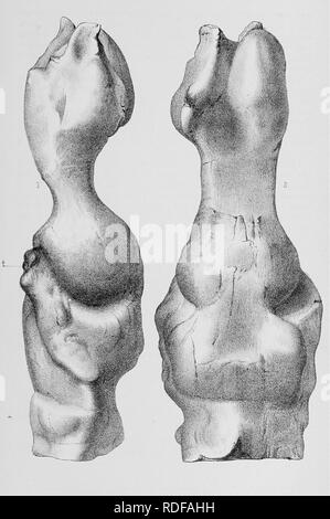 . Cope Papers, 1871 - [1897. Zoologie; Paläontologie. ijner. Pille]. Soc. PMa. Proc." Nein. 99, Platte I.. Coryphodon elephantopu t) T.. Bitte beachten Sie, dass diese Bilder sind von der gescannten Seite Bilder, die digital für die Lesbarkeit verbessert haben mögen - Färbung und Aussehen dieser Abbildungen können nicht perfekt dem Original ähneln. extrahiert. Cope, E.D. (Edward Trinker), 1840-1897. Philadelphia, etc. Stockfoto