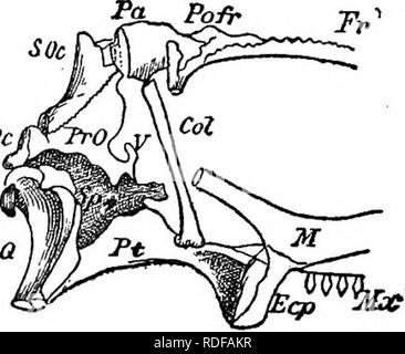 . Cope Papers, 1871 - [1897. Zoologie; Paläontologie. 216 B. NATUEAL HISTOET. Wenn wir nun zu den Rhynchocephalia, vertreten durch Sphe-nodon, * Wir finden die exoccipital stark seitlich verlängert, mit sich trägt die opisthotic. Es ist anscheinend über eine Verbindung mit dem alisphenoid prootic (Gunther), ist aber weniger weit entfernt von der supraoccipital, oder vielmehr das epiotic (parocci-Pital, Gunther), die hier ist nach Gunther, nicht vollständig aus dem supraoccipital getrennt, wie in der Testudinata, obwohl mehr als in der letzten. Seine überlegene und anterioren Umfang ist re Stockfoto