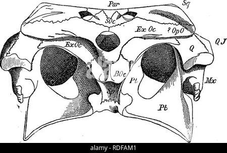 . Cope Papers, 1871 - [1897. Zoologie; Paläontologie. Zoologie. 215 In MammaUa ist Konfluent mit, die Elemente erwähnt, re-verbleibenden deutlich vom exoccipital, und Teil der "mastoid und petrous Teile des Zeitlichen." (Huxley.) In Aves Es ist früh Zusammenfluss mit dem exoccipital. (Parker) in EeptiUa unterscheidbar ist in alle Bestellungen aus, außer die Crocodilia, wo es Konfluent ist mit der exoccipital. (Abb. 11, Exo.) Diese Gruppe ähnelt der höheren Wirbeltiere in das enge Bündnis der quadratum mit dem prootic und andere schädelknochen; und Wir verfolgen die Linie der Extreme Stockfoto