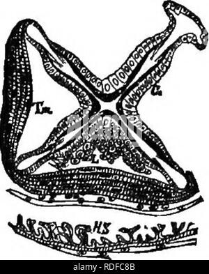 . Die Biene - der Keeper Guide: oder Handbuch der Imkerei. Biene Kultur; Bienen. Stomach-Mouth der Arbeitsbienen. kein Auge, und als Schonfeld schlägt vor, ist leicht mit einem Low-power-Mikroskop untersucht. Es gibt vier Kiefer - wie Platten, die diese Magen guard-Mund (Abb. 41) Und als Schie-menz zeigt, offene Lebensmittel pass auf die wahre Magen zu lassen. Das gleiche Thema erzählt uns, wie durch Drücken mit einer Kanüle Abb. 41.. FourpUee!: bilden, nach Stomacli-Mouth Schlemmz. c-Zellen. T m quer Muskeln. Hs längs Muskeln. während der Anzeige der Magen - Mund unter dem Mikroskop betrachten, können wir sehen, die Backen zu öffnen und schließen. Diese Platten h Stockfoto