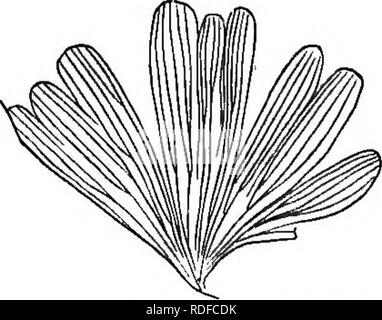 . Die geologische Geschichte der Pflanzen. Paläobotanik; 1888. 180 DIE GEOLOGISCHE GESCHICHTE VON PFLANZEN. und die von ihr Aussehen werden als "fossile Vögel "Nester" durch die quarrymen. Einige müssen jedoch eine beträchtliche Höhe erreicht haben, so dass die Handflächen zu ähneln. Die palmfarne, mit ihren einfachen, dicke Stämme, die in der Regel mit Rhombische Narben gekennzeichnet, und die breite Verbreitung crovms von großen, elegant geformt gefiederten Blättern, müssen einen relevanten Teil der Vegetation der nördlichen Hemisphäre während der gesamten Mesozoio Zeitraum gebildet haben. Ein Botaniker, hatte es eine solche Person an der Zeit gewesen, Stockfoto