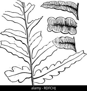 . Die geologische Geschichte der Pflanzen. Paläobotanik; 1888. Die Karbon Flora. 127. Fio. 52.- Alethopteris grandia (Dawson). Mitte ooal - fonnation von Nova Scotia. Bitte beachten Sie, dass diese Bilder sind von der gescannten Seite Bilder, die digital für die Lesbarkeit verbessert haben mögen - Färbung und Aussehen dieser Abbildungen können nicht perfekt dem Original ähneln. extrahiert. Dawson, John William, Sir, 1820-1899. New York, D. Appleton und Unternehmen Stockfoto