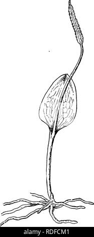 . Die Struktur und die Entwicklung der Moose und Farne (Archegoniatae). Anlage; Morphologie; Moose und Farne. Zu PTERIDOPHYTA - FILICINEJE - OPHIOGLOSSACEM24? Durchmesser zeigen eine ähnliche Anordnung der Leitbündel, aber hier gibt es kostenlose Niederlassungen zur Verlängerung zwischen der sporangien. Die Beziehungen der Bundles der fruchtbaren und sterilen Teile des Blattes werden am besten in die kleineren Arten. Prantl ((7), S. 155) beschreibt es wie folgt für O. Lusitanicum, und erklärt, dass es Essen ist im Wesentlichen das Gleiche in anderen Arten. "Die primären - Bündel gegeben ofif vom Stamm Zweigniederlassungen nach Stockfoto