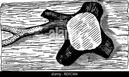 . Die geologische Geschichte der Pflanzen. Paläobotanik; 1888. Die Karbon Flora. 115 ihre Wurzeln sind richtig Wurzeln, und nicht einige Stängel der Wasserpflanzen. Dann die Struktur Ihrer. Flo. 88.- iStigmaria Wurzel, von oben gesehen, zeigt seine reguläre Divisionen. Von "Acadian Gsology." kommt die meisten rätselhaft ist, und ihre Frucht ist ein Rätsel, denn während einige gefunden mit Ihnen verbunden haben Kegel soll die von iycopods resemhle, andere Ihnen Früchte wie jene der Eibe-Bäume. Seit Jahren habe ich mich das Materialien wurden von den Reichen Kohle- bildung Ablagerungen von Nova Scot Stockfoto