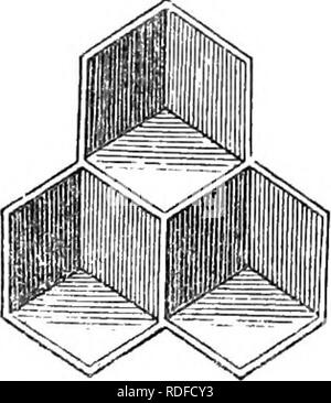 . Der amerikanische Imker Handbuch; eine praktische Abhandlung über die Geschichte und die heimische Wirtschaft der Honey-bee... mit den meisten zugelassenen Methoden zur Verwaltung dieses Insekt durch jeden Zweig der Kultur... Bienen. Imker, S Handbuch. 331 besser. Gewöhnliche Brut - Kämme Neigung mindestens und store Kämme am meisten. Eines der schönsten Merkmale in Bezug auf den Bau von Waben, die Art und Weise ihrer Kreuzung mit anderen Zellen. Anstelle der Trennungslinie zwischen ihnen wird eine gerade Linie, also: Es ist von der folgenden Form und einem pyramidical Hohlraum an der Basis von gebildet wird Stockfoto