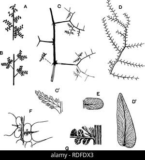 . Fossile Pflanzen: für Studenten der Botanik und Geologie. Paläobotanik. DIPLOTMEMA XXVIl] 535 Di'phtmema. Diese generische Name wird von Zeiller" und anderen Autoren in einem engeren Sinne verwendet, in dem es ursprünglich war. Abb. 354. A. Palmatopteris. B. Mariopteris. (A, B, nach Potoni ^.) C. Diplotmema Zeilleri, stur. (Nach Zeiller.) C D. Zeilleri. Pinnule. (X 3. Nach Zeiller.) D. Neuropteris macrophylla. (British Museum.) D'. N. macrophylla. Pinnule. (Leicht vergrößert. Nach Kidston.) E.N. Heterophylla. Pinnule. (Leicht vergrößert. Nach Zeiller.) S. N. Scheuchzeri. (Leicht reduziert Stockfoto