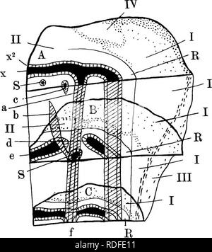 . Fossile Pflanzen: für Studenten der Botanik und Geologie. Paläobotanik. 104 MEDXJIiOSEAE [CH.in Abb. 419 ist von Weber und Sterjel^ und von Solms-Laubach^ untersucht worden. Die Abbildung ist eine leicht simpHfied version von die von "Weber und Sterzel; es repräsentiert den Stamm der Medullosa Leuckarti als transparentes Objekt, die beiden unteren Querprofile, B und C, die in der Perspektive durch gesehen wird. Abb. 419. Medullosa Leuckarti. Prinzipskizze der Stammzellen, longi - tudinal und Querschnitte: Zur Erläuterung siehe Text. (Nach Weber und Sterzel.) Die longitudinale Gesichter. Die Stockfoto