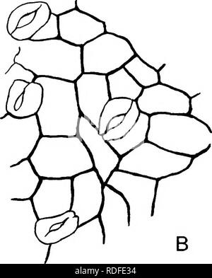 . Fossile Pflanzen: für Studenten der Botanik und Geologie. Paläobotanik. Abb. 326. A. Regnellidium diphyllum Lind. Einflügelig und Stolzierte sporo - Karpfen. (Ich Nat. Größe. Nach Lindman.) B. Häutchen von Sagenopteris rhoifolia. (Nach Schenk.) Der Sagenopteris mit Mitgliedern dieser Familie. In Regnellidium die Blätter unterscheiden sich von denen der Marsilia in Lager zwei statt vier Flugblätter, und in der Ehemaligen die Adern sind immer wieder abgespalten, und nicht wie in Marsilia anastomose. Im Besitz von nur zwei Faltblätter Regnellidium mit einigen Formen von Sagenopteris (Bild stimmt. 328). 1 Solms-Laubaoh (91) A. S. 182. 2 Stockfoto