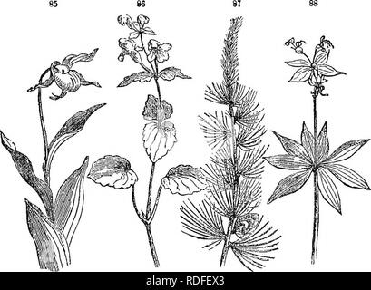 . Klasse - das Buch der Botanik: die Konturen der Struktur, Physiologie und Klassifizierung der Pflanzen; mit einer Flora der Vereinigten Staaten und Kanada. Botanik; Botanik; Botanik. 46 DEM BLATT. Kapitel VII, dem Blatt. 21" 7. Ihre Bedeutung. Das Blatt stellt die grünpflanzen von Pflanzen und ist mit Abstand die auffälligste und schönen Objekt in der Landschaft der Natur. Es ist auch von größter Bedeutung, die in der pflanzlichen ecor. - oray, das Organ der digeation und Atmung. 218. Das Blatt ist ciiaractekized durch eine dünne und erweiterter Form, präsentiert die größtmögliche Fläche auf die Tätigkeit der Luft und l Stockfoto