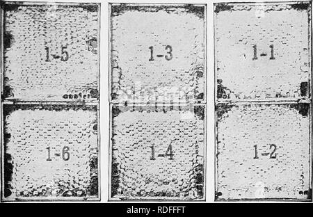 . Langstroth auf dem Hive und Honig-Biene. Bienen. MARKETING HONIG. 513. Bitte beachten Sie, dass diese Bilder sind von der gescannten Seite Bilder, die digital für die Lesbarkeit verbessert haben mögen - Färbung und Aussehen dieser Abbildungen können nicht perfekt dem Original ähneln. extrahiert. Langstroth, L.L. (Lorenzo Lorraine), 1810-1895; Dadant-Maße, Charles, 1817-1902; Dadant-Maße, C. S. (Camille Pierre), 1851-1938. Hamilton, Illinois: Dadant-Maße Stockfoto