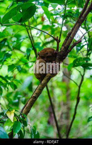 Tarsier (Tarsiidae), der kleinste Affe der Welt, Bohol, Philippinen Stockfoto