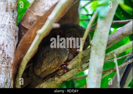 Tarsier (Tarsiidae), der kleinste Affe der Welt, Bohol, Philippinen Stockfoto