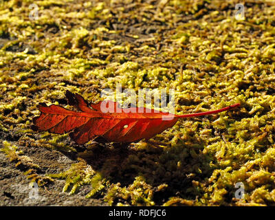 Hintergrundbeleuchtung braun Blatt im Herbst Sonnenschein werfen lange Schatten auf Moos bedeckt flache Bewältigung Stein der Mauer in Cumbria, England, Großbritannien Stockfoto